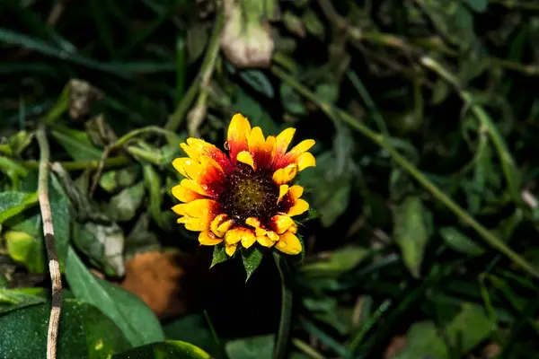 Das Ochsenauge Ist Eine Dekorative Gartenblume Mit Blumenartigen Blüten Und — Stockfoto