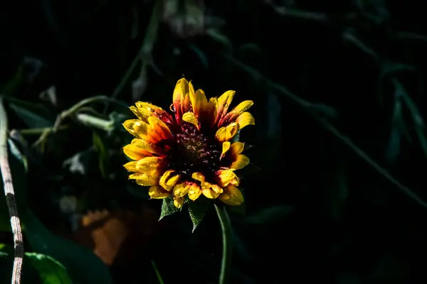 Býčí Oko Okrasná Zahradní Květina Květinami Podobnými Květinám Sedmikrásky Zbarveno — Stock fotografie