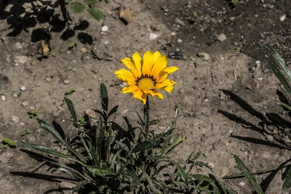 Das Ochsenauge Ist Eine Dekorative Gartenblume Mit Blumenartigen Blüten Und — Stockfoto