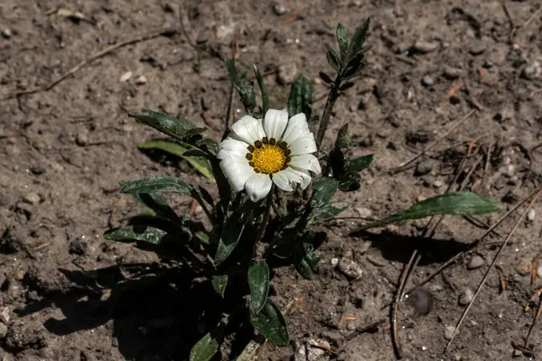 Ojo Del Toro Una Flor Jardín Ornamental Con Flores Parecidas — Foto de Stock