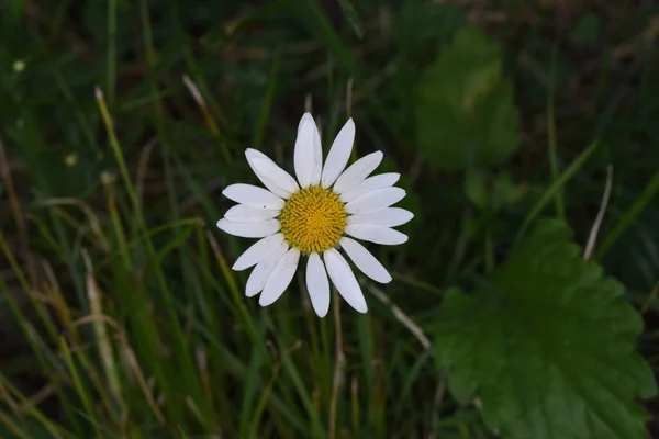 Ojo Del Toro Una Flor Jardín Ornamental Con Flores Parecidas — Foto de Stock