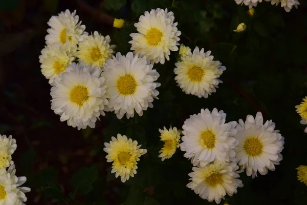 Bika Szeme Egy Díszkerti Virág Százszorszép Szerű Virágok Színes Sokféle — Stock Fotó