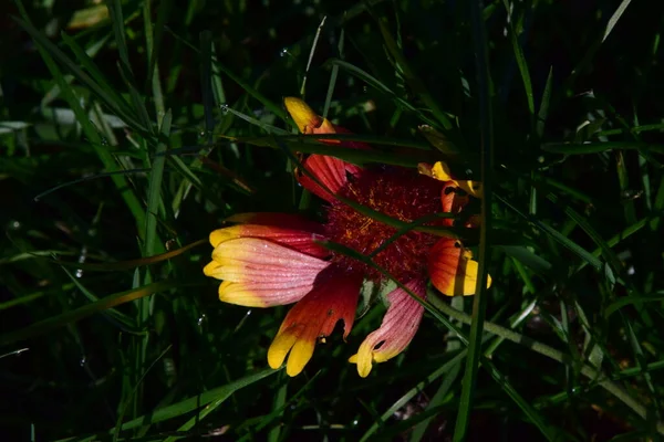 Ojo Del Toro Una Flor Jardín Ornamental Con Flores Parecidas — Foto de Stock