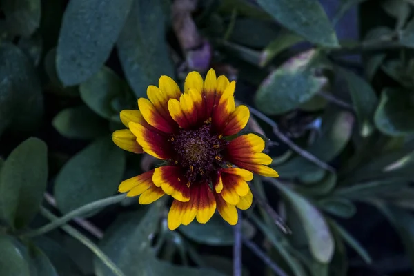 Das Ochsenauge Ist Eine Dekorative Gartenblume Mit Blumenartigen Blüten Und — Stockfoto