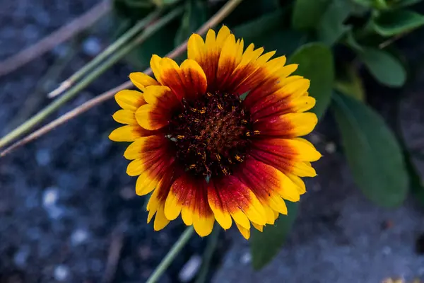 Das Ochsenauge Ist Eine Dekorative Gartenblume Mit Blumenartigen Blüten Und — Stockfoto