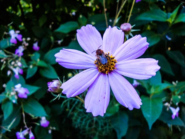 成田またはコスモスは 生の緑色の葉を持つ花で 2種類の花があり 外側の花はピンク 白または黄色で着色され 内側の花は黄色です — ストック写真