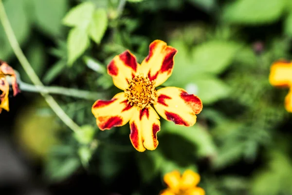 Drei Gefleckte Brüder Ist Eine Wildblume Europäischen Ursprungs Die Allen — Stockfoto