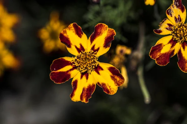 三个斑点兄弟是原产于欧洲的野花 一年四季都在生长 五彩缤纷 开开开心心 是装饰阳台 花圃和花园的最美丽的花朵之一 — 图库照片