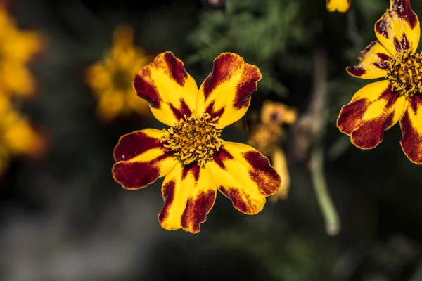 Drei Gefleckte Brüder Ist Eine Wildblume Europäischen Ursprungs Die Allen — Stockfoto