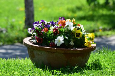 Benekli üç erkek kardeş Avrupa kökenli vahşi bir çiçektir ve her mevsimde yetişir. Renkli, neşeli, balkonları, saksıları ve bahçeleri süsleyen en güzel çiçekler arasındadır..