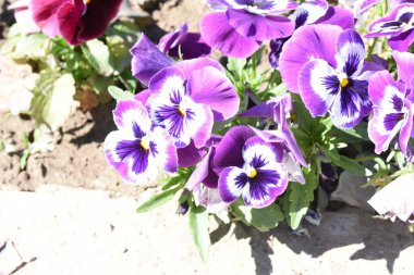 Benekli üç erkek kardeş Avrupa kökenli vahşi bir çiçektir ve her mevsimde yetişir. Renkli, neşeli, balkonları, saksıları ve bahçeleri süsleyen en güzel çiçekler arasındadır..