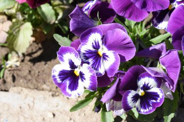 Benekli üç erkek kardeş Avrupa kökenli vahşi bir çiçektir ve her mevsimde yetişir. Renkli, neşeli, balkonları, saksıları ve bahçeleri süsleyen en güzel çiçekler arasındadır..