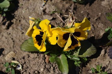 Benekli üç erkek kardeş Avrupa kökenli vahşi bir çiçektir ve her mevsimde yetişir. Renkli, neşeli, balkonları, saksıları ve bahçeleri süsleyen en güzel çiçekler arasındadır..