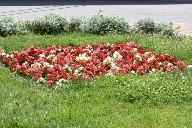 Benekli üç erkek kardeş Avrupa kökenli vahşi bir çiçektir ve her mevsimde yetişir. Renkli, neşeli, balkonları, saksıları ve bahçeleri süsleyen en güzel çiçekler arasındadır..