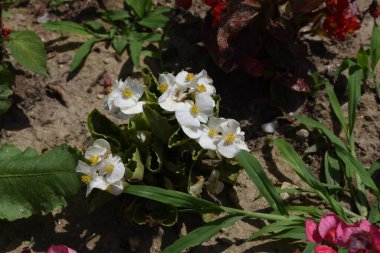Benekli üç erkek kardeş Avrupa kökenli vahşi bir çiçektir ve her mevsimde yetişir. Renkli, neşeli, balkonları, saksıları ve bahçeleri süsleyen en güzel çiçekler arasındadır..