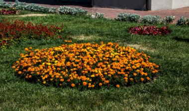 Benekli üç erkek kardeş Avrupa kökenli vahşi bir çiçektir ve her mevsimde yetişir. Renkli, neşeli, balkonları, saksıları ve bahçeleri süsleyen en güzel çiçekler arasındadır..