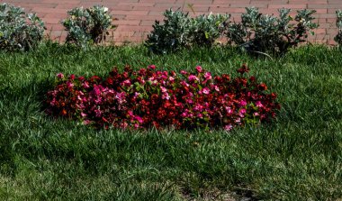 Benekli üç erkek kardeş Avrupa kökenli vahşi bir çiçektir ve her mevsimde yetişir. Renkli, neşeli, balkonları, saksıları ve bahçeleri süsleyen en güzel çiçekler arasındadır..