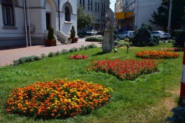 Benekli üç erkek kardeş Avrupa kökenli vahşi bir çiçektir ve her mevsimde yetişir. Renkli, neşeli, balkonları, saksıları ve bahçeleri süsleyen en güzel çiçekler arasındadır..