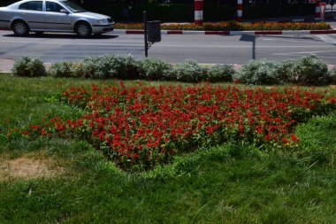 Benekli üç erkek kardeş Avrupa kökenli vahşi bir çiçektir ve her mevsimde yetişir. Renkli, neşeli, balkonları, saksıları ve bahçeleri süsleyen en güzel çiçekler arasındadır..