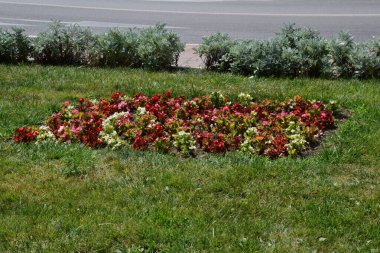 Benekli üç erkek kardeş Avrupa kökenli vahşi bir çiçektir ve her mevsimde yetişir. Renkli, neşeli, balkonları, saksıları ve bahçeleri süsleyen en güzel çiçekler arasındadır..
