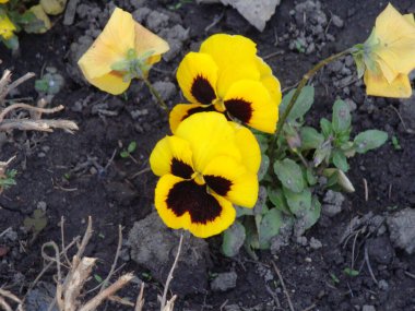 Benekli üç erkek kardeş Avrupa kökenli vahşi bir çiçektir ve her mevsimde yetişir. Renkli, neşeli, balkonları, saksıları ve bahçeleri süsleyen en güzel çiçekler arasındadır..