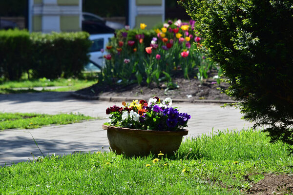 Три пятнистые братья дикий цветок европейского происхождения, который растет во все времена года, красочные, веселые, являются одними из самых красивых цветов, чтобы украсить балконы, плантаторы и сады.