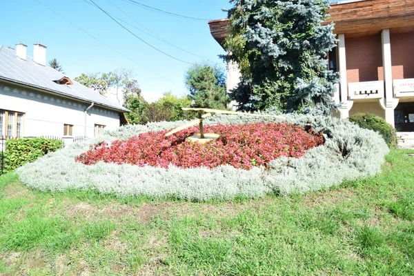 Tre Plettede Brødre Vild Blomst Europæisk Oprindelse Der Vokser Alle - Stock-foto