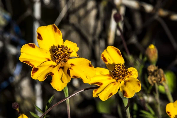 三个斑点兄弟是原产于欧洲的野花 一年四季都在生长 五彩缤纷 开开开心心 是装饰阳台 花圃和花园的最美丽的花朵之一 — 图库照片