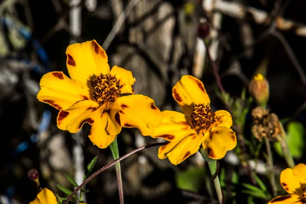 Drei Gefleckte Brüder Ist Eine Wildblume Europäischen Ursprungs Die Allen — Stockfoto