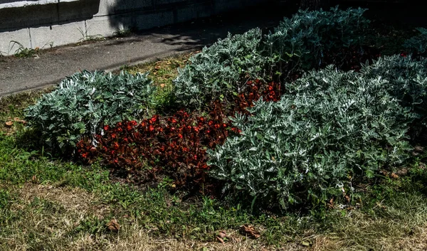 Tre Fläckiga Bröder Vild Blomma Europeiskt Ursprung Som Växer Alla — Stockfoto