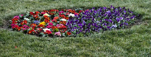 Drei Gefleckte Brüder Ist Eine Wildblume Europäischen Ursprungs Die Allen — Stockfoto