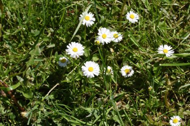 Karahindiba, uzun, tırtıklı yaprakları ve gruplandırılmış sarı çiçekleri olan bir bitkidir. Ayrıca baykuş, domuz filetosu, hindiba, arma, marul, leylak, kedi, papalunga, pilug olarak da bilinir.