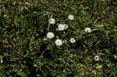 Karahindiba, uzun, tırtıklı yaprakları ve gruplandırılmış sarı çiçekleri olan bir bitkidir. Ayrıca baykuş, domuz filetosu, hindiba, arma, marul, leylak, kedi, papalunga, pilug olarak da bilinir.