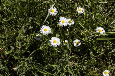 Karahindiba, uzun, tırtıklı yaprakları ve gruplandırılmış sarı çiçekleri olan bir bitkidir. Ayrıca baykuş, domuz filetosu, hindiba, arma, marul, leylak, kedi, papalunga, pilug olarak da bilinir.