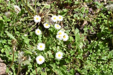 Karahindiba, uzun, tırtıklı yaprakları ve gruplandırılmış sarı çiçekleri olan bir bitkidir. Ayrıca baykuş, domuz filetosu, hindiba, arma, marul, leylak, kedi, papalunga, pilug olarak da bilinir.