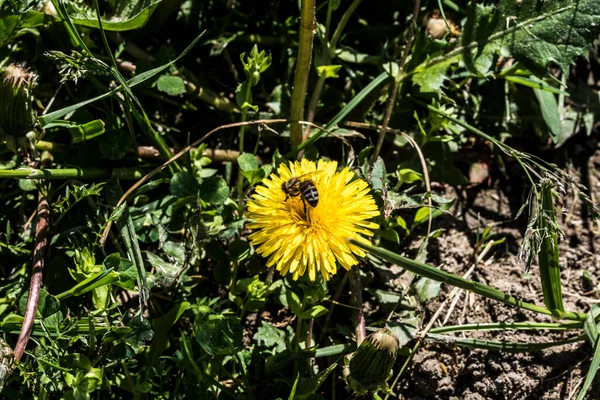 Diente León Una Planta Herbácea Con Hojas Largas Dentadas Flores — Foto de Stock