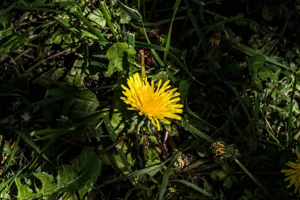 蒲公英是一种草本植物 锯齿状 黄花丛生 它也被称为猫头鹰 猪肉嫩素 — 图库照片
