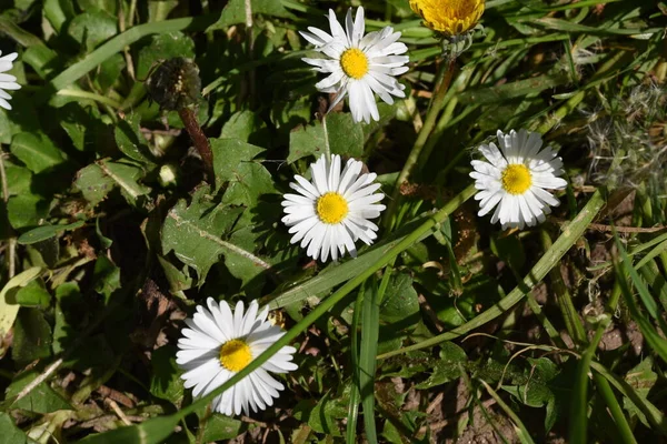 Diente León Una Planta Herbácea Con Hojas Largas Dentadas Flores — Foto de Stock