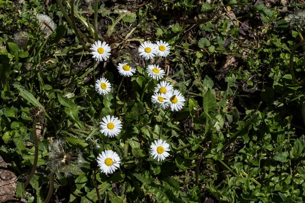 Dandelion Uma Planta Herbácea Com Folhas Longas Serrilhadas Flores Amarelas — Fotografia de Stock