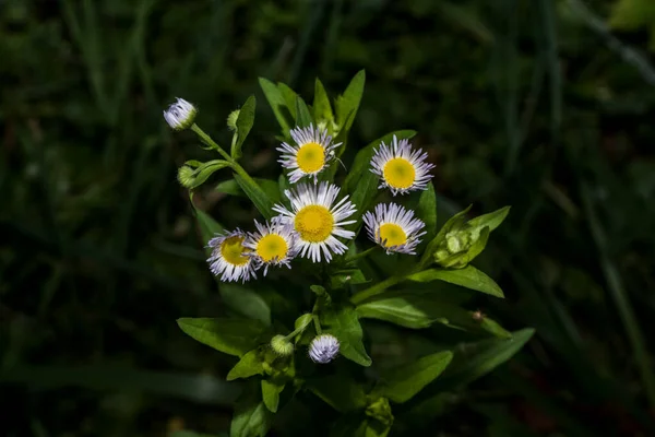 Diente León Una Planta Herbácea Con Hojas Largas Dentadas Flores — Foto de Stock