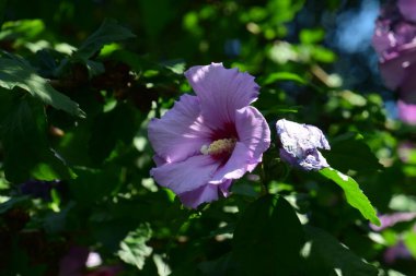 Tütün çiçekleri ya da yaz çiçekleri olarak da adlandırılan petunyalar yaz başından sonbaharın ortasına kadar çiçeklerle doludur ve beyaz, pembe, sarı, kırmızı, mor, mavi gibi çok çeşitli ve hoş renklere sahiptir.