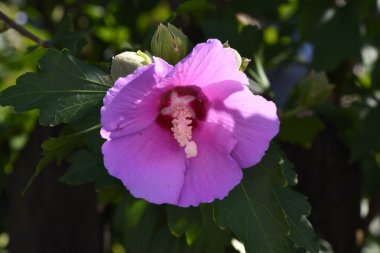 Tütün çiçekleri ya da yaz çiçekleri olarak da adlandırılan petunyalar yaz başından sonbaharın ortasına kadar çiçeklerle doludur ve beyaz, pembe, sarı, kırmızı, mor, mavi gibi çok çeşitli ve hoş renklere sahiptir.