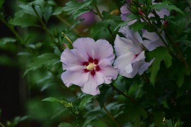 Tütün çiçekleri ya da yaz çiçekleri olarak da adlandırılan petunyalar yaz başından sonbaharın ortasına kadar çiçeklerle doludur ve beyaz, pembe, sarı, kırmızı, mor, mavi gibi çok çeşitli ve hoş renklere sahiptir.