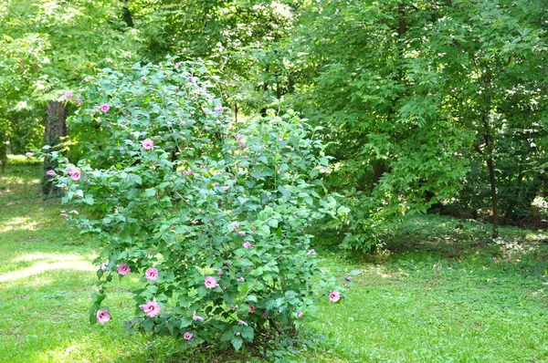 Petunien Auch Tabakblumen Oder Sommerblumen Genannt Sind Vom Frühsommer Bis — Stockfoto