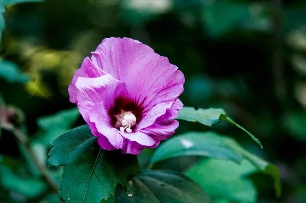 Tütün Çiçekleri Yaz Çiçekleri Olarak Adlandırılan Petunyalar Yaz Başından Sonbaharın — Stok fotoğraf