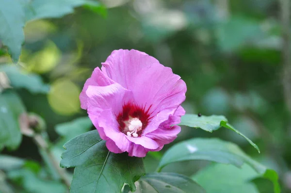 ペチュニアスは タバコの花 または夏の花とも呼ばれ 初夏から秋中旬までの花でいっぱいで ピンク 青から非常に多様で快適な色を持っています — ストック写真