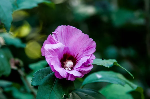 Petúnias Também Chamadas Flores Tabaco Flores Verão Estão Cheias Flores — Fotografia de Stock