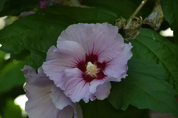 Petunior Även Kallade Tobaksblommor Eller Sommarblommor Fulla Blommor Från Tidig — Stockfoto