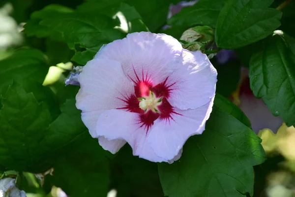 Les Pétunias Aussi Appelés Fleurs Tabac Fleurs Été Sont Pleins — Photo