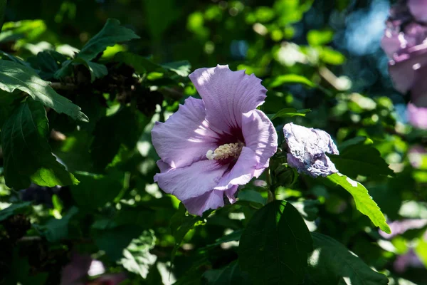 Petunia Ook Wel Tabaksbloemen Genoemd Zomerbloemen Staan Vol Bloemen Van — Stockfoto